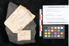 Foto (Objekt + Etikett) von Thinnfeldia australis Ettingshausen (NHMW-GEO-2024-0188-10314)